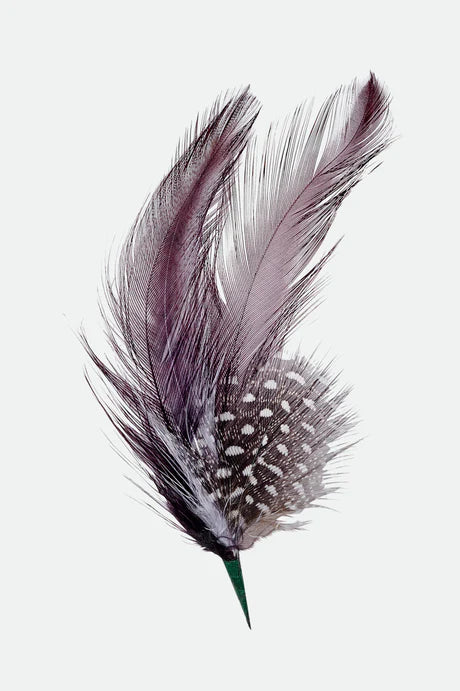 BRIXTON HAT FEATHER bnhbk | Bildmaterial bereitgestellt von SHOES.PLEASE.