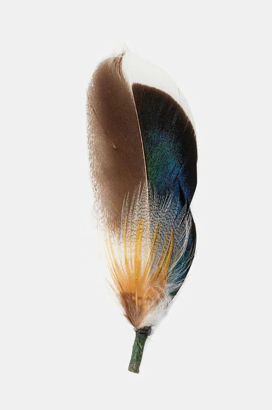 BRIXTON HAT FEATHER mlobm | Bildmaterial bereitgestellt von SHOES.PLEASE.